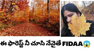 ఈ ఫారెస్ట్ నీ చూసి నేనైతే ఫిదా Mari mirooo? || Autumn photography || Forest virtual walk autumn