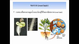 ชุดที่ 7 เรื่อง การลำเลียงน้ำในพืช