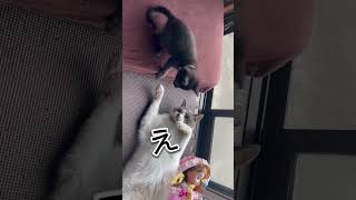 2歳先住猫と生後約1ヶ月新入り猫【2匹の日常】 #保護猫 #shorts #ねこ #子猫#シノビ記録#ロコとシノビ#多頭飼い猫