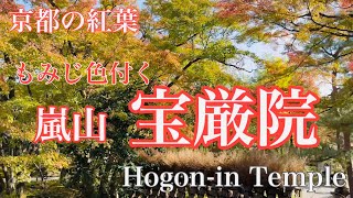 2023年11月17日 【京都紅葉🍁】もみじ色付く嵐山宝厳院を散策 Walking around Arashiyama Hogon-in Temple 【4K】