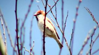 野鳥：ニュウナイスズメ／Wild Birds: Cinnamon Sparrow