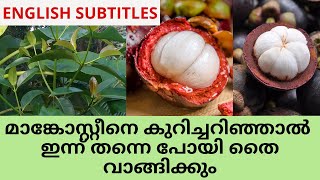 മാങ്കോസ്റ്റീൻ എളുപ്പത്തിൽ കൃഷി ചെയ്യാം  |mangosteen cultivation malayalam