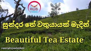 Beautiful Tea Estate /සුන්දර තේ වතුයායක්