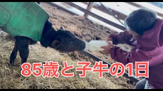 85歳のおばーちゃんが子牛のお世話しています