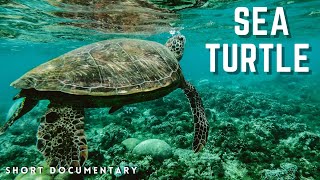 Amazing Sea Turtle Life I Short Documentary #NatureattheBest