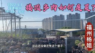 福州杨姐：夏天又来了，楼顶多肉如何度夏？杨姐只遮阳不遮雨方法简单易学！