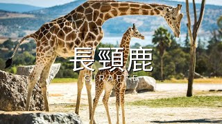 AI百科全書｜動物｜長頸鹿