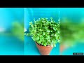 sprouts microgreens arugula – seeds review