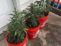 New grow series! From seed to harvest on the Gorilla Glue 4