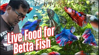 Ultimate Guide to Larva Breeding: Create Nutritious Live Food for Betta \u0026 Aquarium Fish