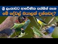 Birds endemic to Sri Lanka | ශ්‍රී ලංකාවට ආවේණික පක්ෂීන් ගැන මේ දේවල් ඔයාලත් දන්නවද?|nature lanka 02