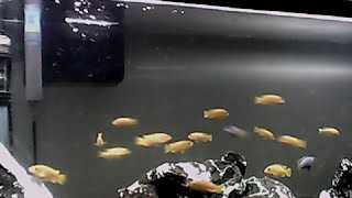 Pseudotropheus Saulosi Display Tank Live