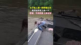 女子遇到一群野猪过河，竟不讲武德的徒手抓上来一只#萌宠 #funny