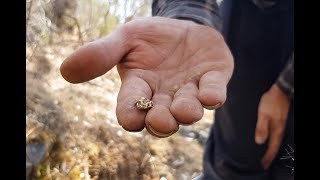 DTGT Detecting The Golden Triangle - Exploring a Gully The Old Timers Missed