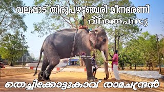 വലപ്പാട് തിരുപഴഞ്ചേരി മീനഭരണി | Thechikkottukavu Ramachandran | വീരതപസ്യ