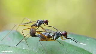 Ngintip Semut Lagi ena ena - Ant mating process