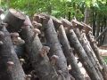 Shiitake Mushrooms: Thoughts on Production and Marketing Shiitake Mushrooms: Thoughts on Production and Marketing