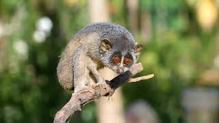 slender lorise (ಕಾಡು ಪಾಪ)