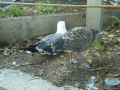 two seagulls being adorable