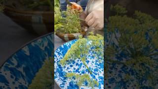 Harvesting fennel seed for tooth powder and culinary use