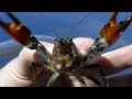 The Crayfish Vs. The Newt