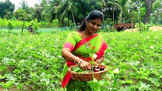 காய்கறி வாங்க கடைக்கு போகவேண்டாம் || picking \u0026 cooking fresh vegetable in our village