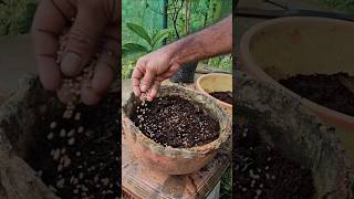 മുളച്ചില്ലെങ്കിലും പാകും limekerala #farming