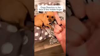 Dog’s Reaction In The Face Of The Middle Finger | Funny Dogs #funnypets