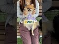 手を挙げろ！　 pomeranian ポメラニアン きなこ shorts 小型犬