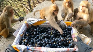 This is how monkeys eat black grapes || feeding black grapes and banana to hungry monkeys