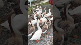 #funny Goose🪿🦆-#Goose animal