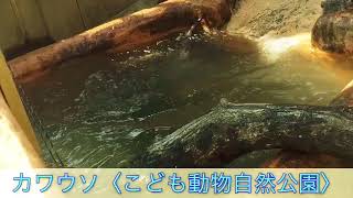 息子制作　生き物動画「こども動物自然公園のカワウソ」