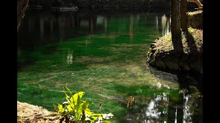 出流原弁天池（栃木県佐野市） 4K　/　Izuruhara Benten Pond (Sano City, Tochigi Prefecture) 4K