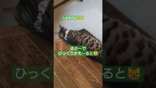 床でひっくり返ると しゅうくん #猫 #猫のいる暮らし #ねこ #cat #cats #猫可愛い #short #shorts #animals