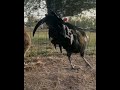 Beautiful Black Grey - CornerStone Farms #gamefowl #gallosfinos #rooster