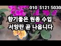 4월 신품종 향기 호접란 u0026서양란 판매 010 5121 5030