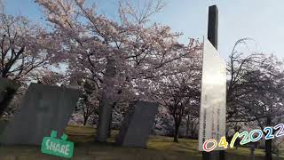 4K-04/2022-新潟市、「満開」白山公園、空中庭園、歩く、ダッシュ。サクラ、桜。