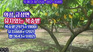 #320#의성군금성면#유지있는복숭밭#계획관리#의성부동산#의성주말농장지#의성전원주택지#의성임야#의성촌집#의성사과밭#의성복숭밭#의성자두밭#경북부동산#군위부동산#안동부동산#청송부동산매매