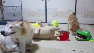 柴犬まめとちゃめの平凡な日常　その５