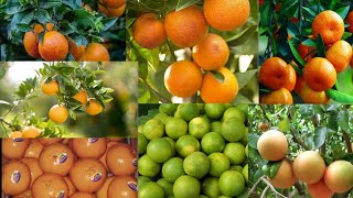 Types Of Oranges | Different Types Of Oranges | Types Of Oranges In Pakistan | Daily Khana Pakana