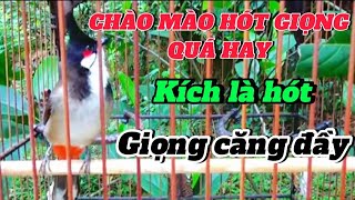 Chào mào hót giọng căng khỏe, kích bổi hót ngay/ CHÀO MÀO 269.