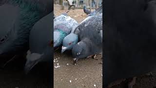 米を食べる鳩#鳩#鳥