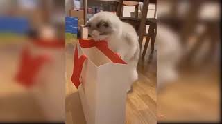 Baby Cats - Cute and Funny Cat Videos Compilation  # 4 Happy Pets