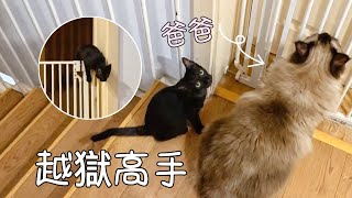 【直播】鼻屎大小浪貓怒翻1米5高鐵欄只為見“爸爸”｜李喜猫