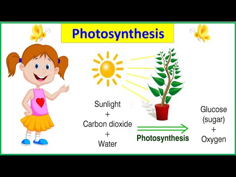 What is the chemical reaction that plants use to make their own food?