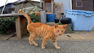 野良猫のパトロールに付いて行ってみた