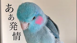 インコの発情対策〜マメルリハのまめちゃんの場合〜Pacific Parrotlet