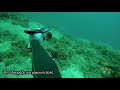 Ψαροντούφεκο Τεράστια Συναγρίδα spearfishing the aegean 🇬🇷 ✔