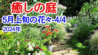 【癒しの庭 5月上旬の花々-4】5月上旬の花々です。春のお花が大きな花から小さな花までいっぱい咲いてくれています。2024年5月2日