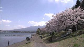 河口湖の桜（フルHD映像）Cherry Blossoms and Mt. Fuji